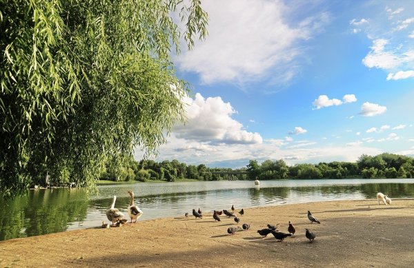 Парк в Малаховке у озера