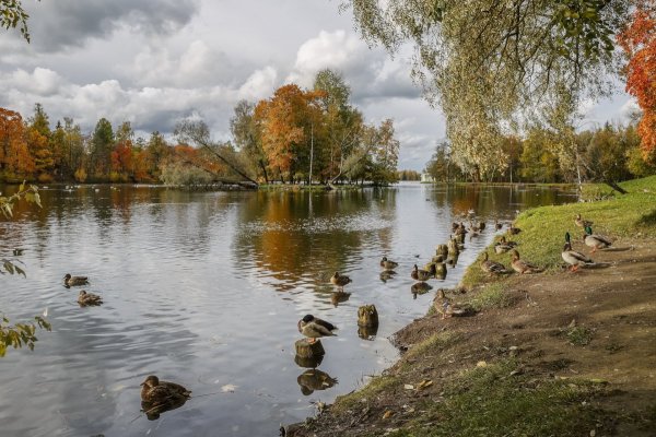 Парк Малаховское озеро