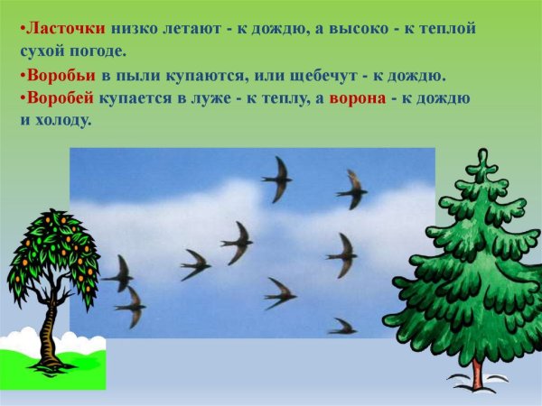 Народные приметы ласточки низко летают