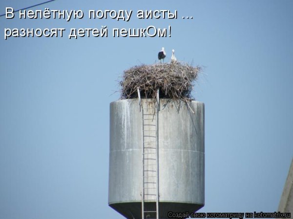 Приколы про нелетную погоду