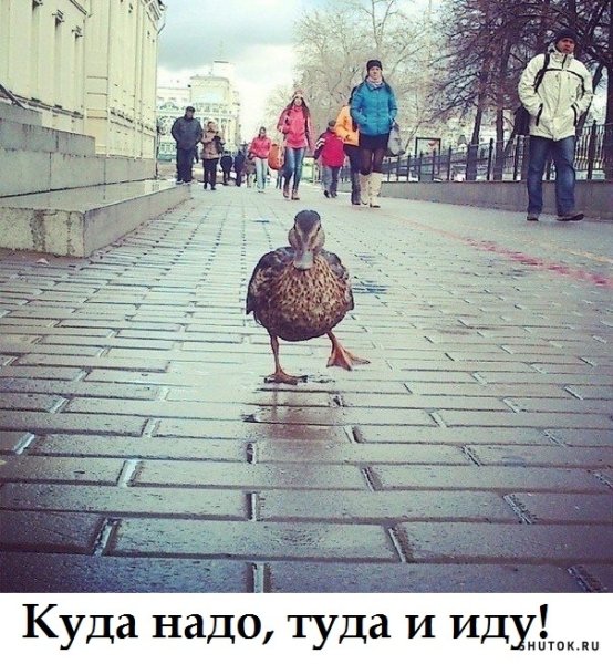 Утки гуляют по Москве