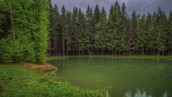 Лес Московской области