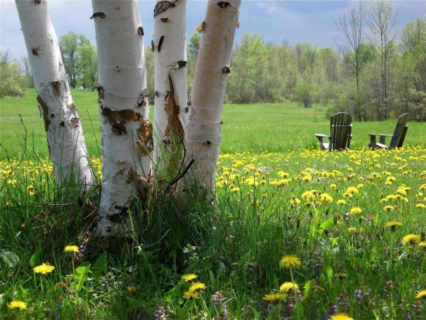 Майская природа