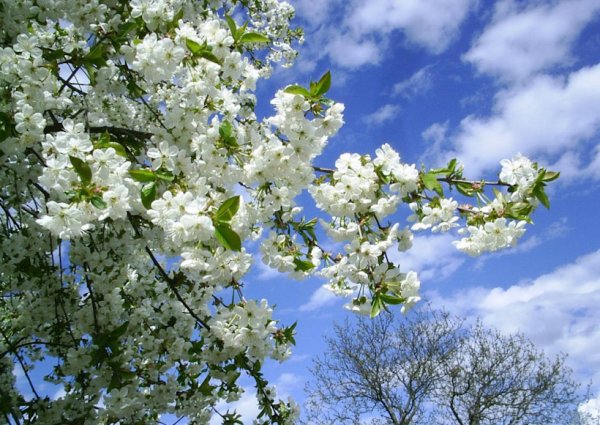 Весна в мае