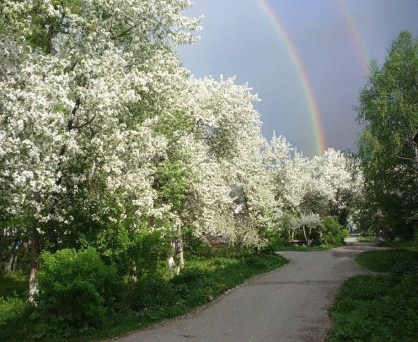 Яблоневый сад Крылатское