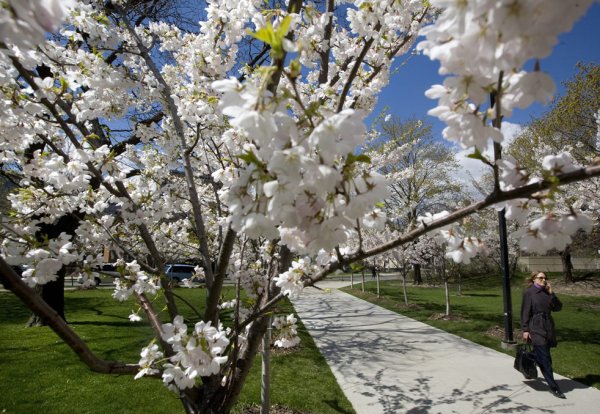 Что цветет в апреле