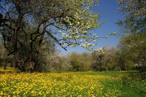 Весна пейзаж