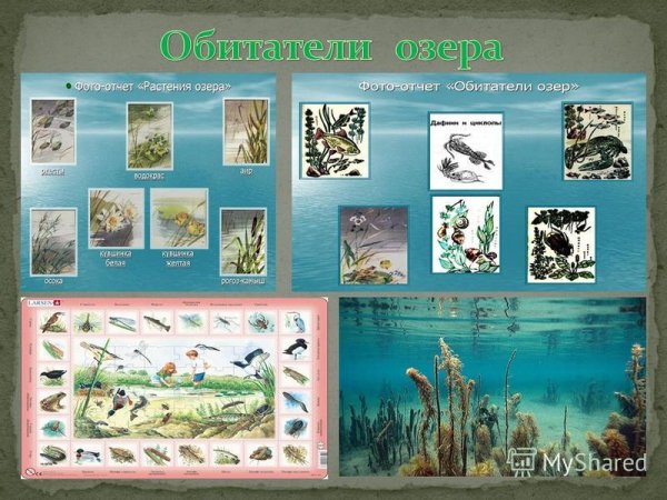 Обитатели озер России