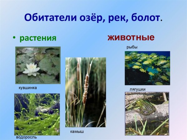 Растения рек и озёр