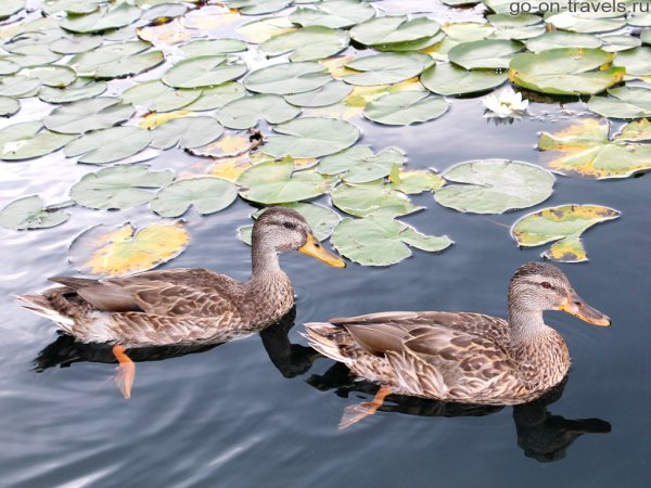 Обитатели озера