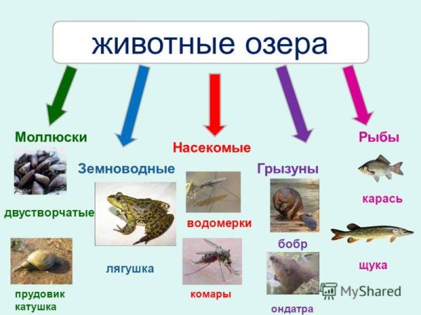 Обитатели озера