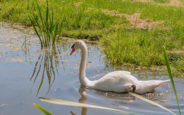 Река лебедь
