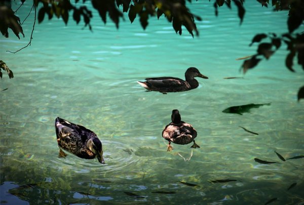 Плитвицкие озёра птицы