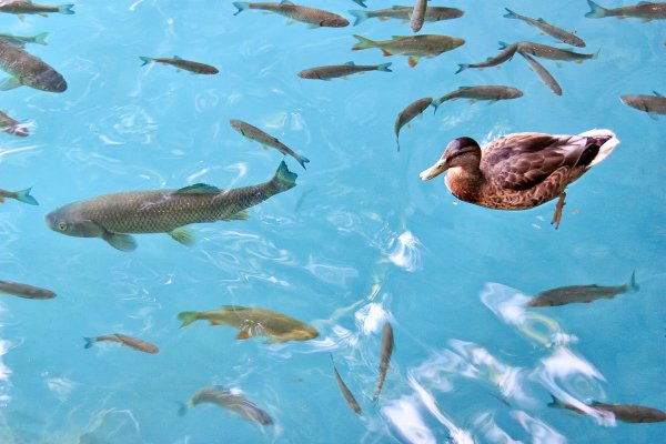 Плитвицкие озёра, Хорватия фауна