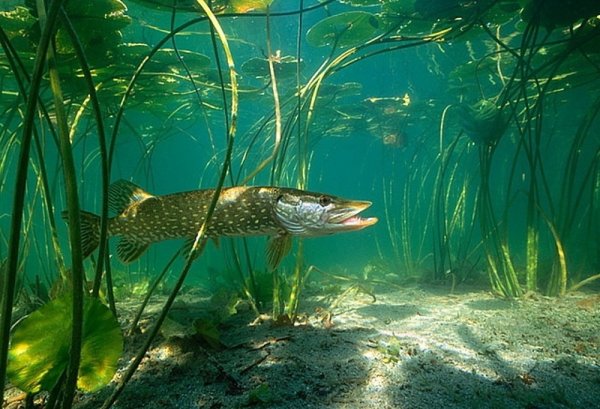 Нильская щука