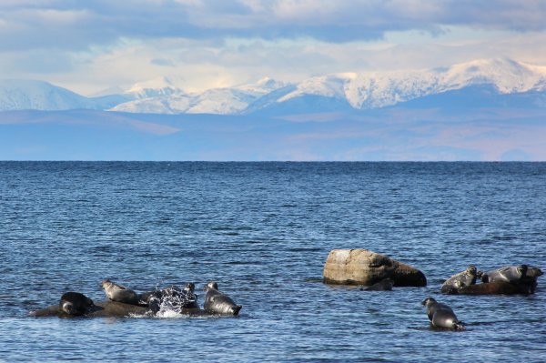 Нерпичье озеро Камчатский край