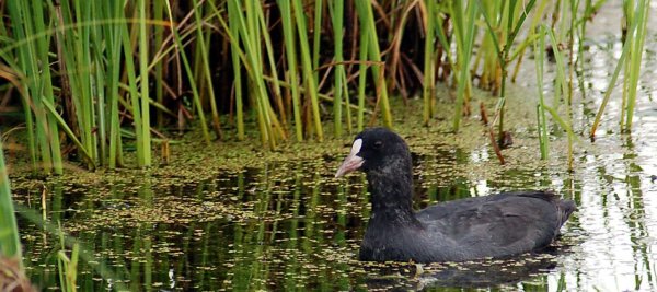 Обитатели озер Ленинградской области