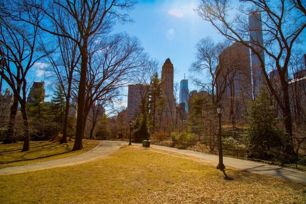 Централ парк Нью-Йорк деревья