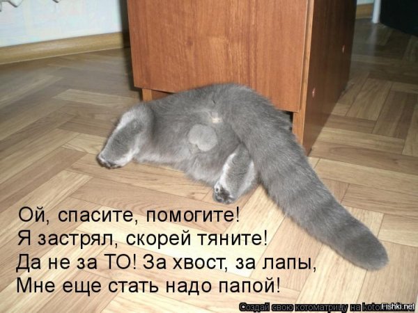 Кот уходит из дома прикол