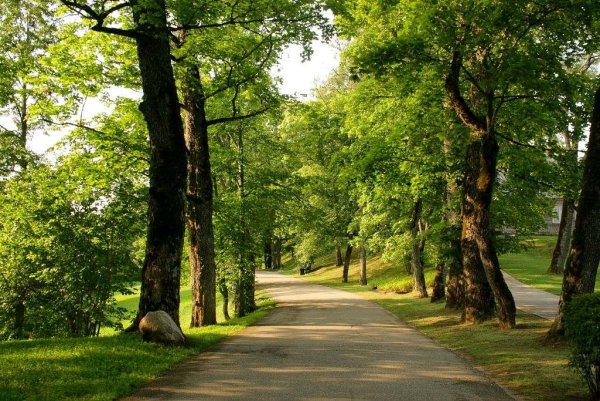 Липовая аллея Сокольники