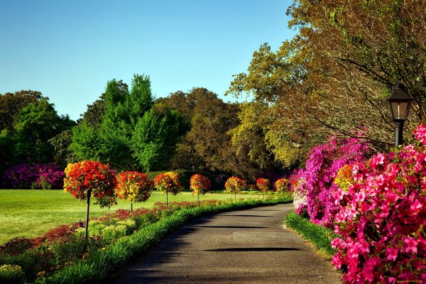 Парк Бельвиль кустарники