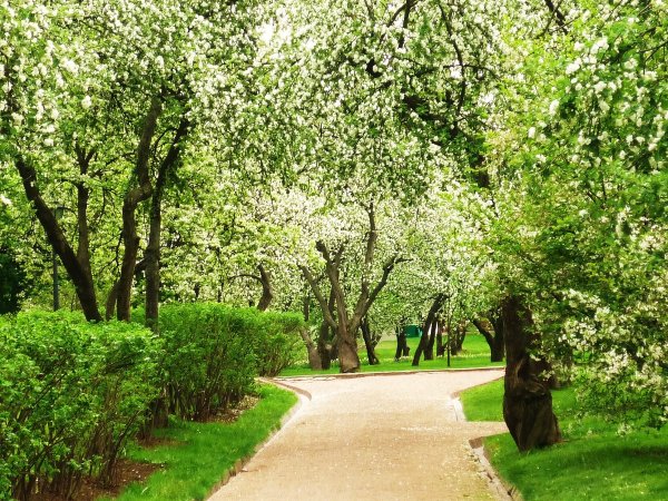 Липовая аллея в Коломенском
