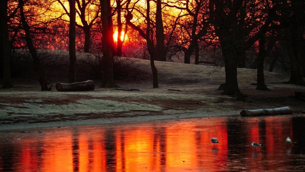 Закат в лесу ночью