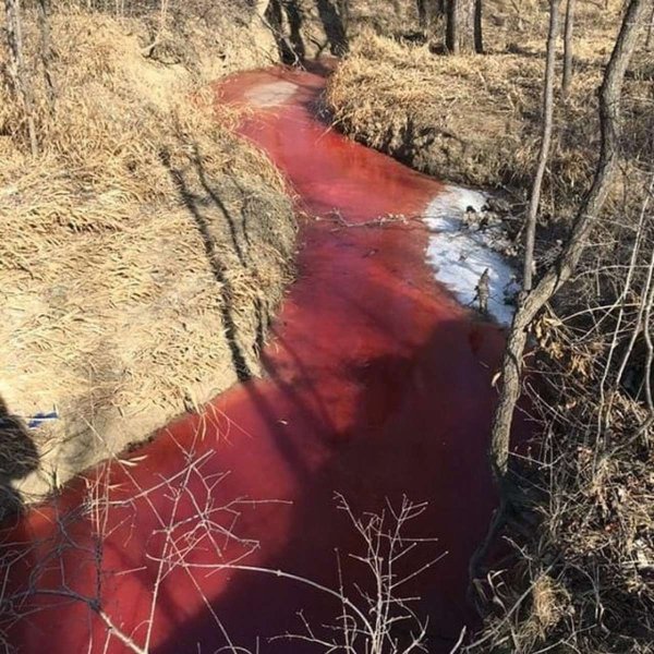 Фильм ужасов Кровавая река