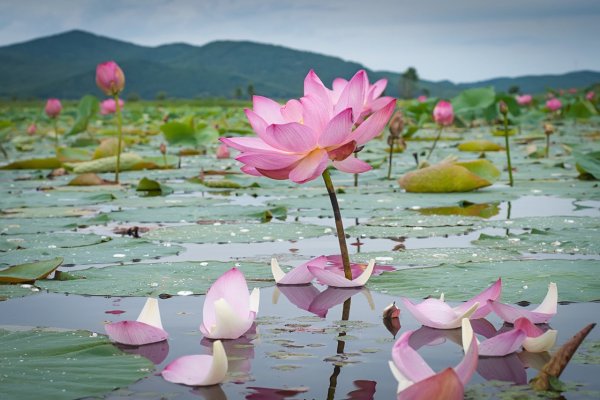 Лотосы Селемины