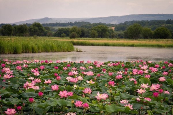 Волго Ахтубинская Пойма озеро лотосов