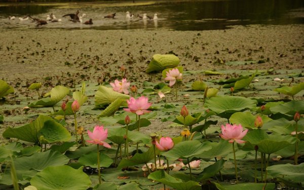 Фиалка озеро лотосов