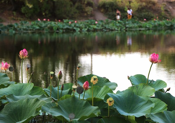 Озеро лотосов