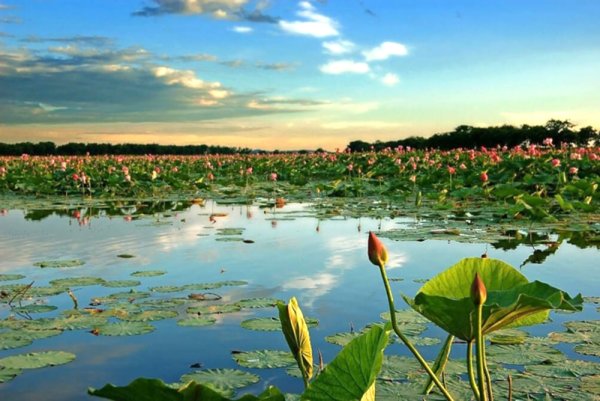 Озеро лотосов Хабаровск Галкино