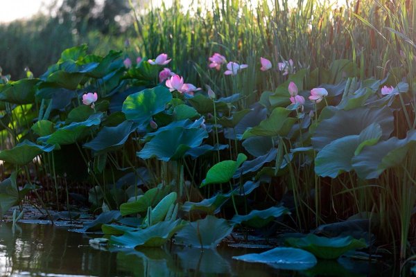 Фиалка озеро лотосов