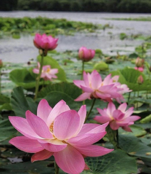 Лотосовые поля Астрахань