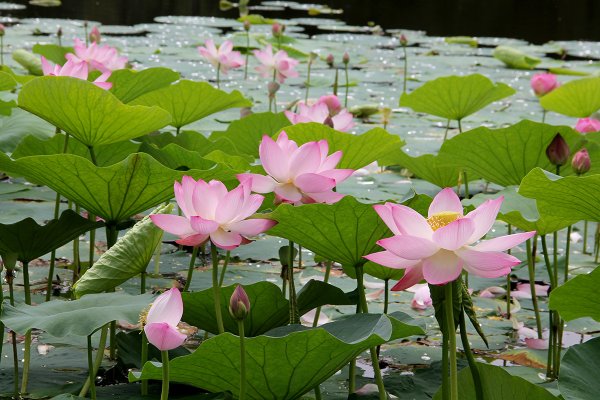 Долина лотосов Дивноморское