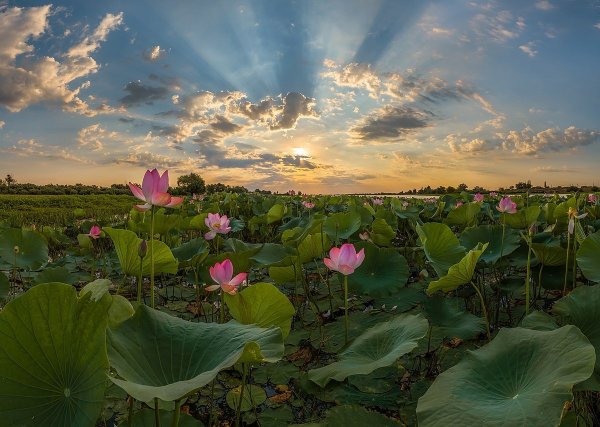 Лотосовые поля в дельте Волги