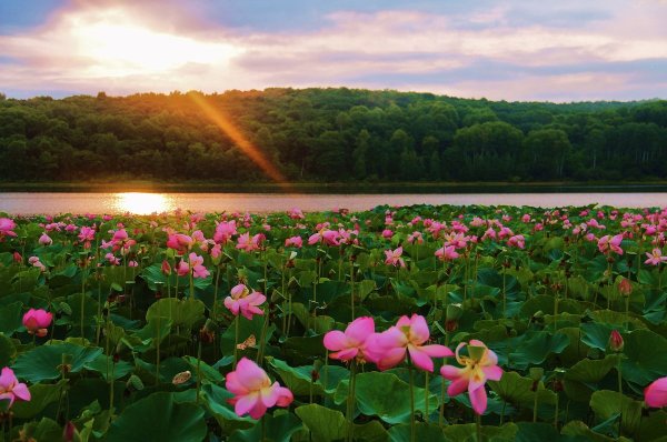 Долина лотосов Геленджик