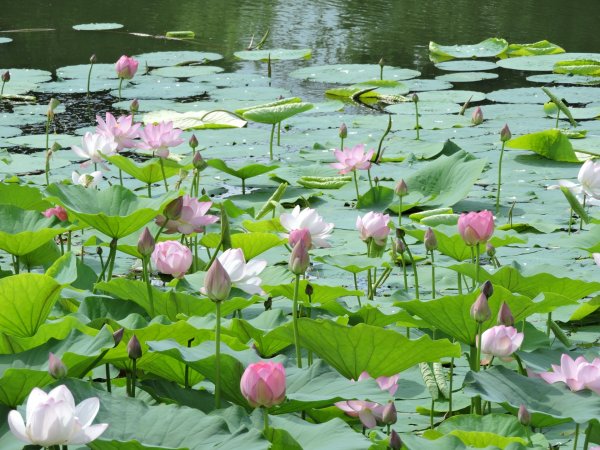 Озеро лотосов Амурская область