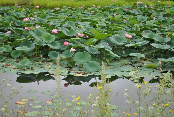Лотосы в Волго-Ахтубинской пойме