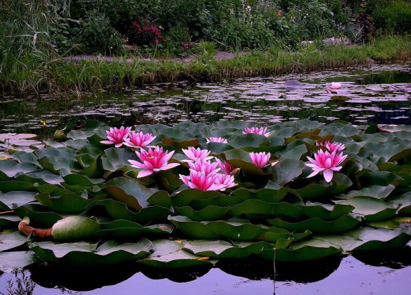 Лотос Комарова на озере ханка