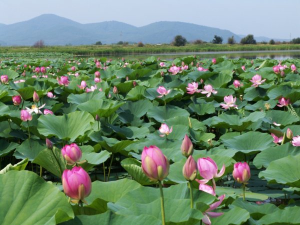 Уссурийский заповедник озеро лотосов