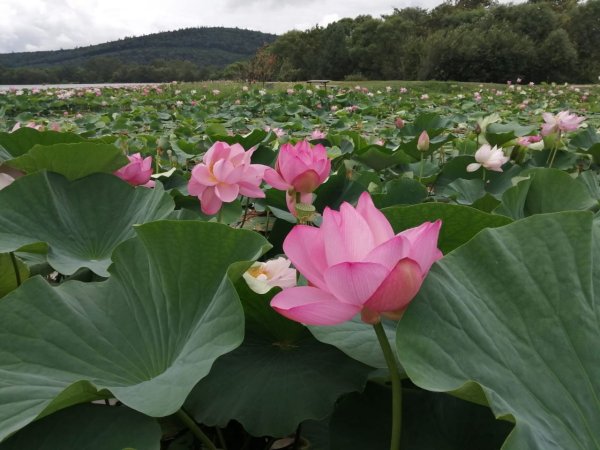 Долина лотосов