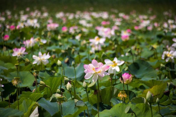 Озеро лотосов Приморский край