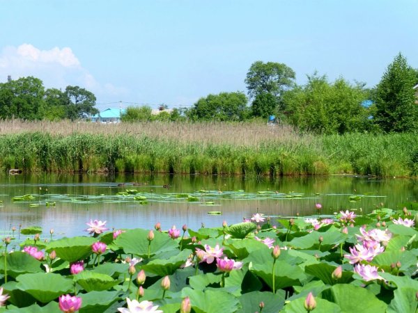 Лотосовое озеро Приморский край Уссурийск