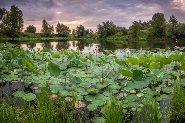 Водоемы Волго Ахтубинской Поймы