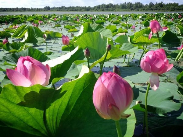 Долина лотосов Китай