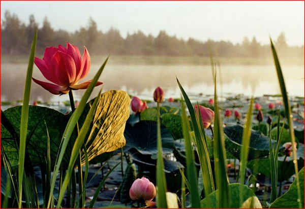 Озеро Лебединое ЕАО