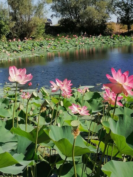 Лотосы в Волго-Ахтубинской пойме
