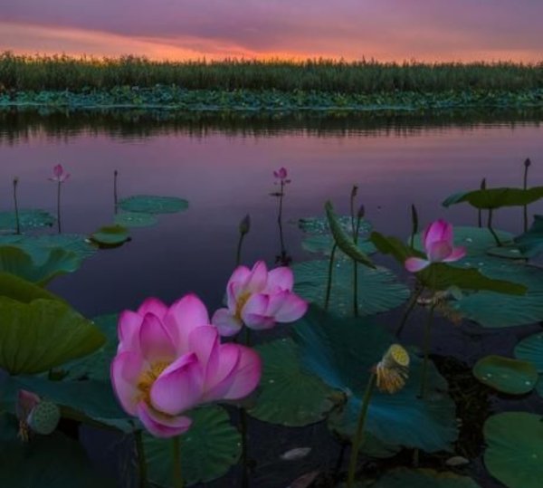 Астраханский заповедник лотосовые поля